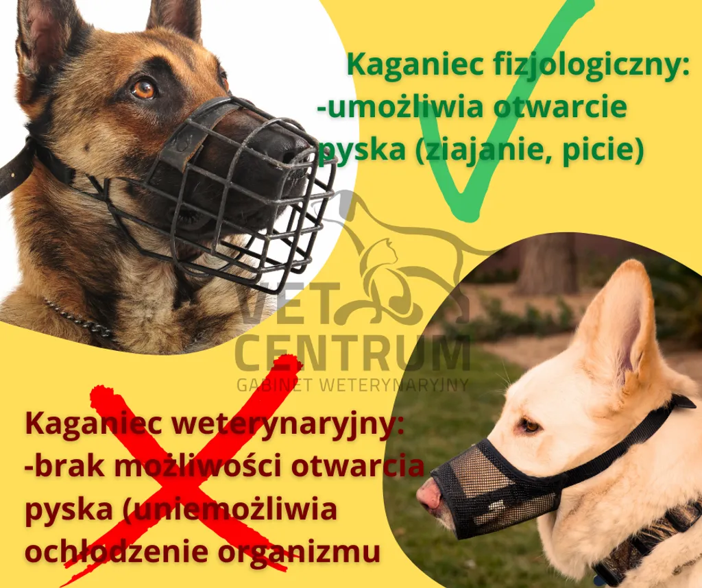 Porównanie kagańców: fizjologiczny umożliwia otwarcie pyska, ziajanie i picie, weterynaryjny uniemożliwia ochłodzenie organizmu
