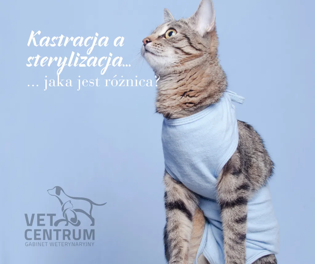 Ilustracja: Jaka jest różnica między kastracją a sterylizacją?