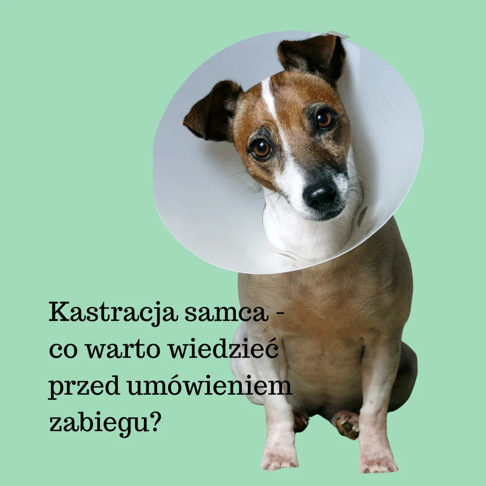 Ilustracja: Kastracja samca: co warto wiedzieć przed umówieniem zabiegu?