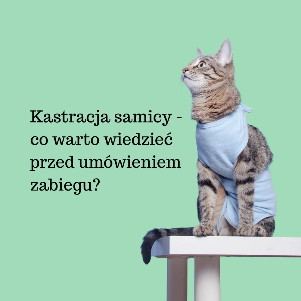 Ilustracja: Kastracja samicy: co warto wiedzieć przed umówieniem zabiegu?