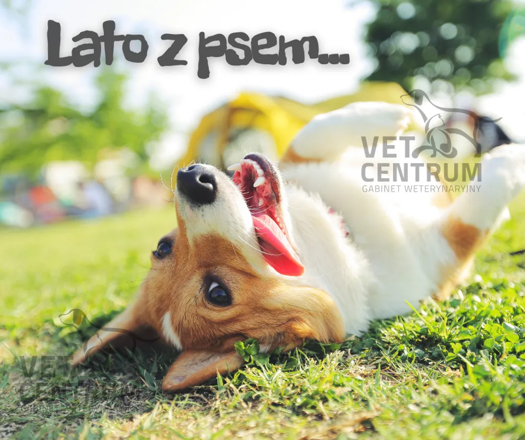Ilustracja: Lato z psem
