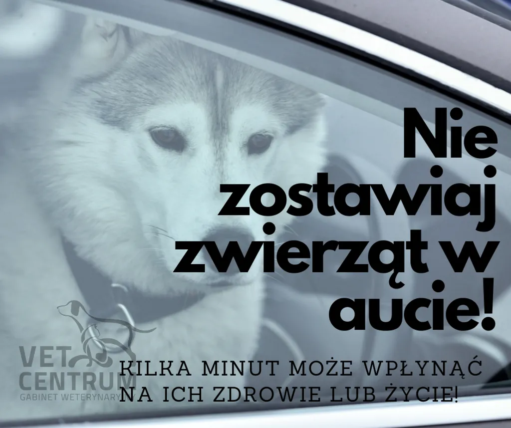 Pies za szybą samochodu z napisem: Nie zostawiaj zwierząt w aucie! Kilka minut może wpłynąć na ich zdrowie lub życie
