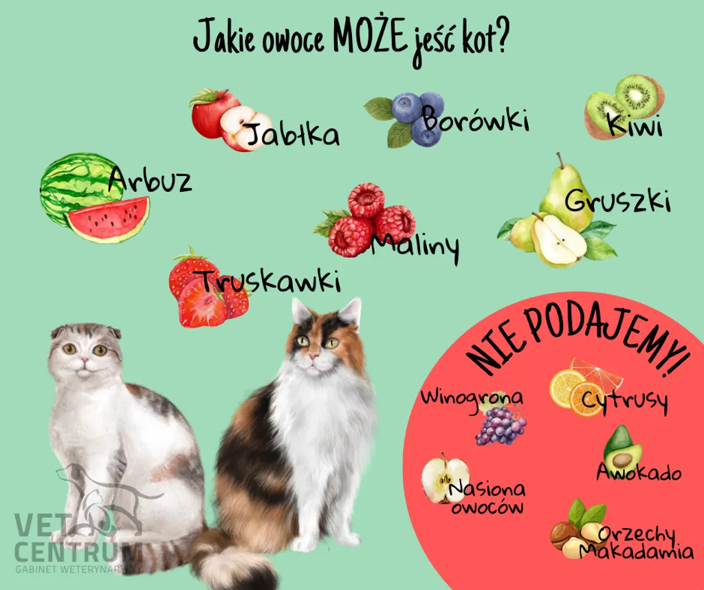 Infografika: owoce, które może jeść kot, oraz owoce, których nie podajemy (winogrona, cytrusy, awokado, nasiona owoców, orzechy makadamia)
