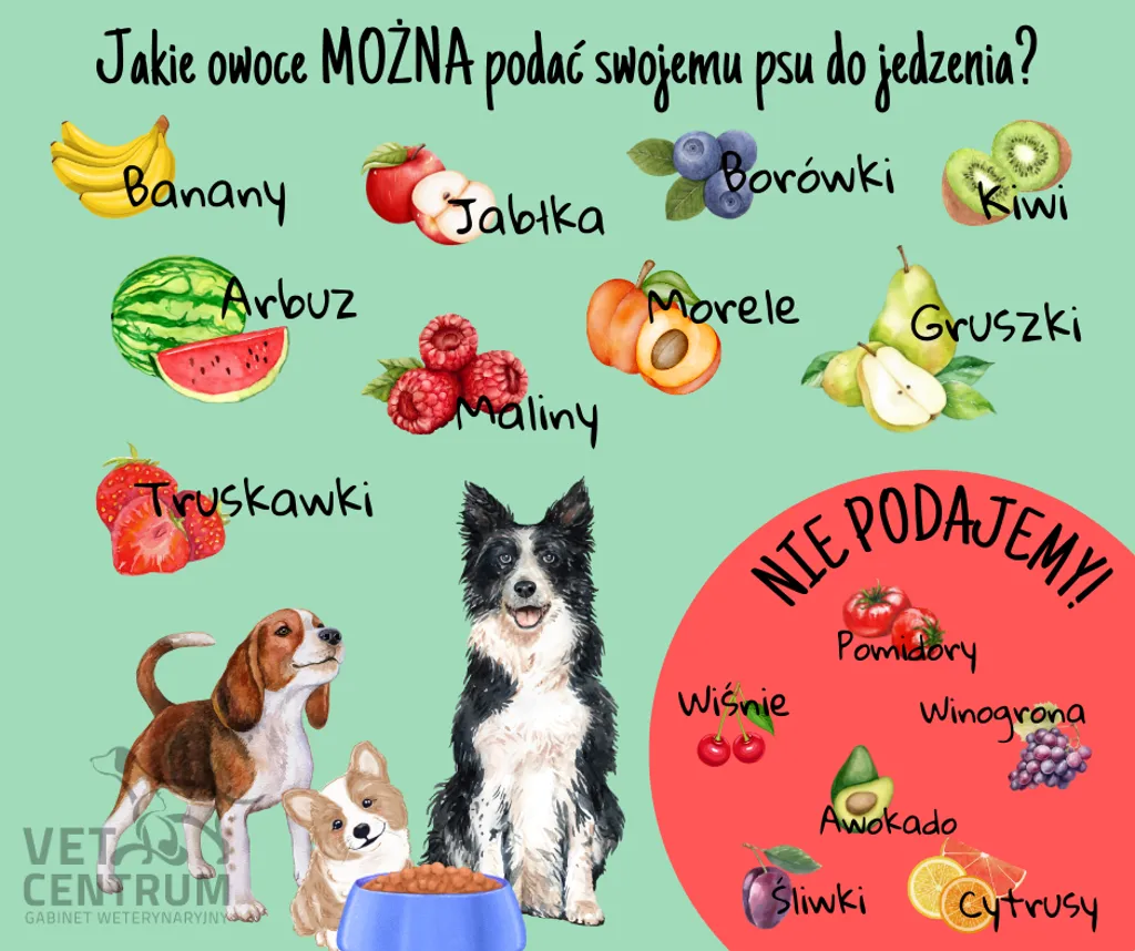 Infografika: owoce, które można podać psu (banany, jabłka, borówki, kiwi, arbuz, maliny, morele, gruszki, truskawki), i owoce, których nie podajemy