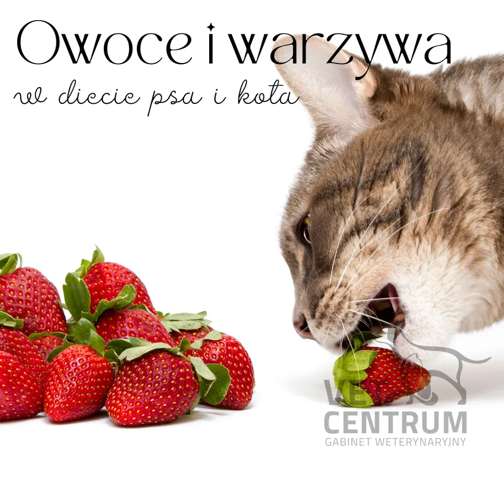 Ilustracja: Owoce i warzywa w diecie psa i kota