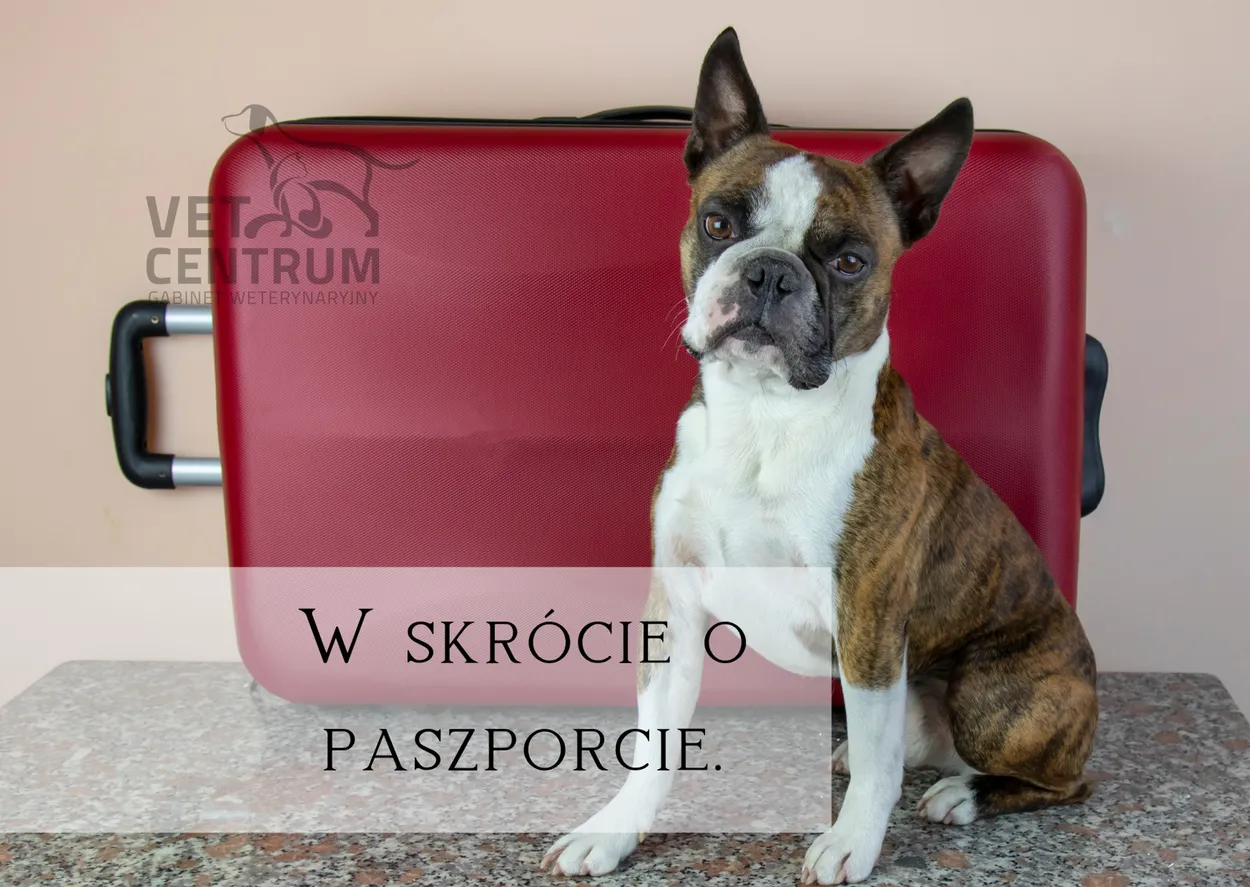 Ilustracja do wpisu: Podróż za granicę ze zwierzęciem: najważniejsze informacje