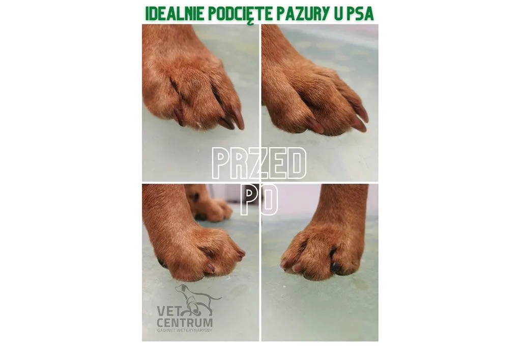 Ilustracja do wpisu: Pazury, pazurki zwierząt