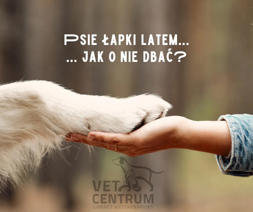 Psia łapa na dłoni człowieka z napisem: Psie łapki latem, jak o nie dbać?