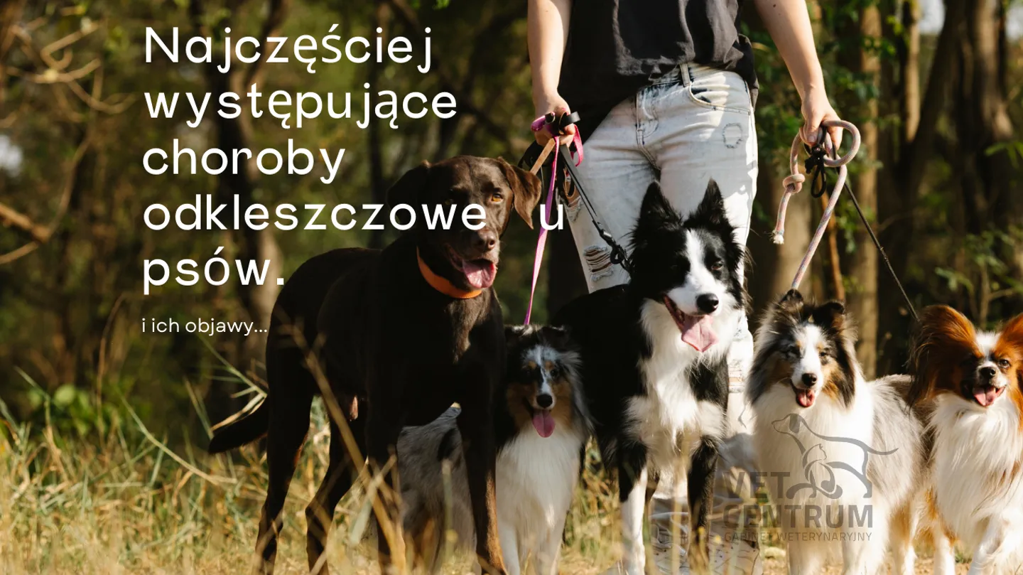 Ilustracja: Najczęściej występujące choroby odkleszczowe u psów