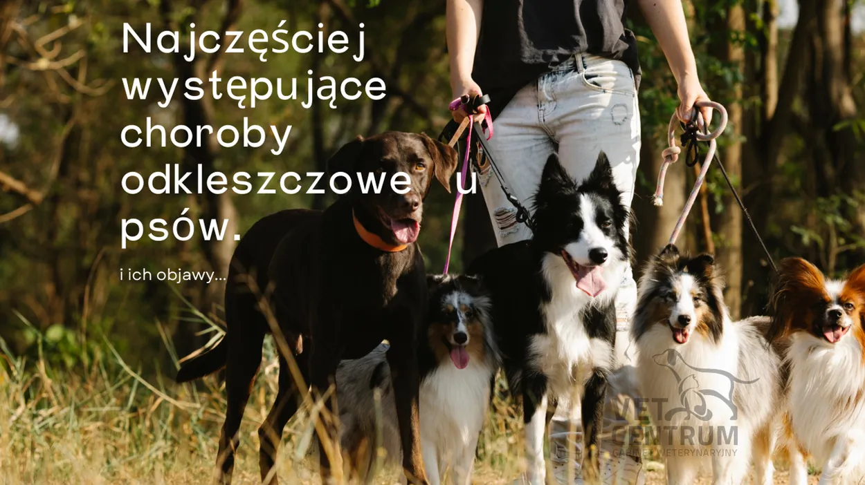 Ilustracja do wpisu: Najczęściej występujące choroby odkleszczowe u psów