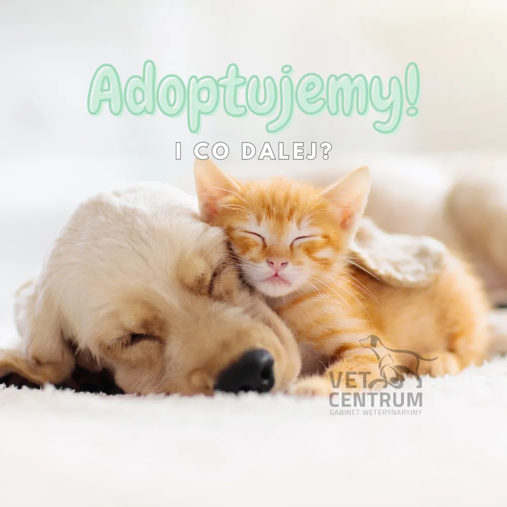 Ilustracja: Adoptujemy! I co dalej?