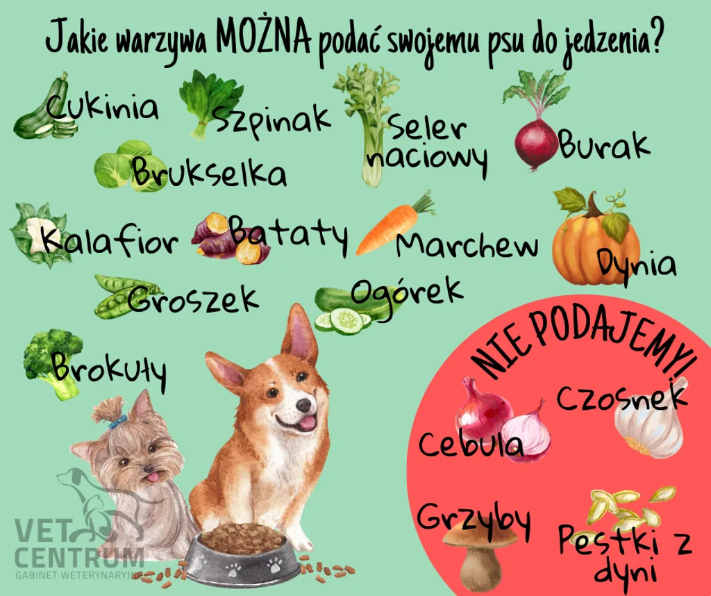 Infografika: warzywa, które można podać psu, oraz warzywa, których nie podajemy (cebula, czosnek, grzyby, pestki z dyni)