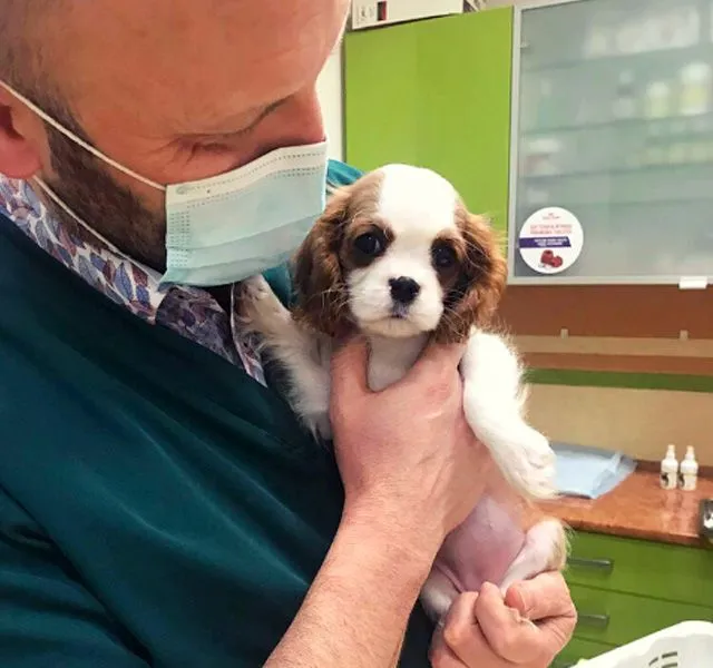 Lekarz weterynarii w maseczce trzyma na rękach szczeniaka rasy cavalier king charles spaniel